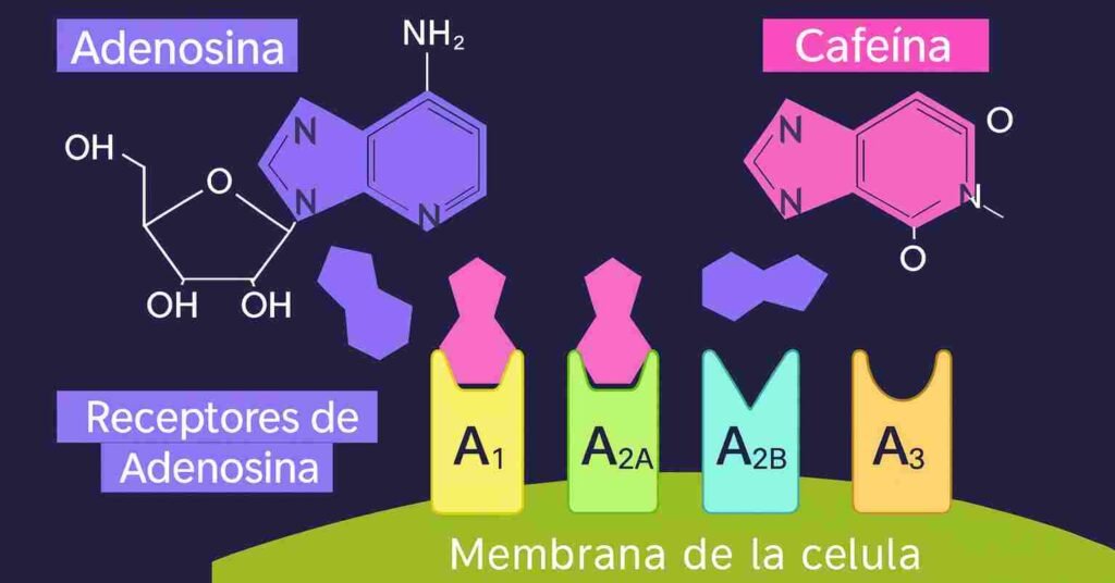 cafeina y adenosina
